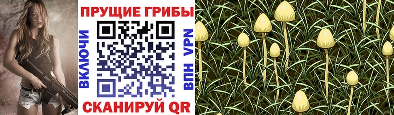 купить наркотики сайты  Алзамай  Галлюциногенные грибы Magic Shrooms 